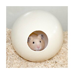 _`Ê܂nEX@1@̂@󏭁@nX^[@fO[@֓