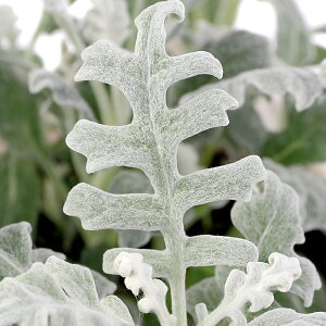 �i�ϗt�A���j�V���^�G�M�N�@3�D5���i3�|�b�g�j