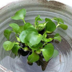 ij_J@@zeCAIC@zeC@YizeCAICji10jY@򉻁@@rIg[u@ʑ