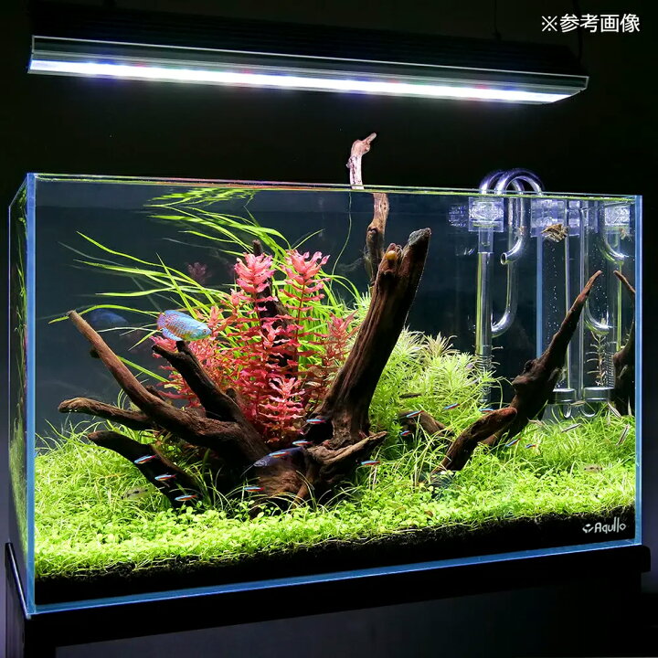 楽天市場】ガラス水槽 アクロ60 スーパークリア 60×30×36cm 