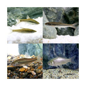 （淡水魚）死着保証なし　生餌　エサ用川魚　Sサイズ（50匹）　活餌