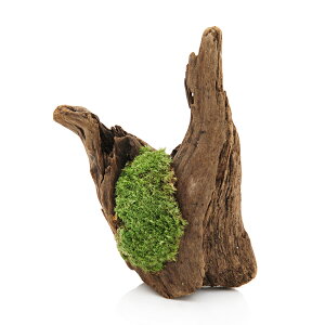 `󂨔C@fBXvCp؁@}SPt@1{@15`25cm@֓