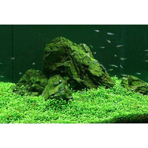 �i�����j�O���b�\�X�e�B�O�}�i�����t�j�i���_��j�i3�p�b�N���j