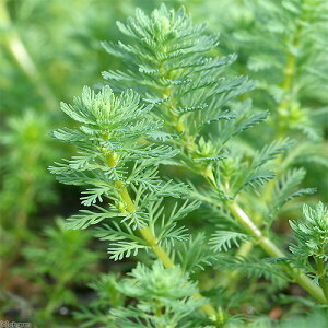 ij~ItBspDiKCAih[tjitji_ji10{j