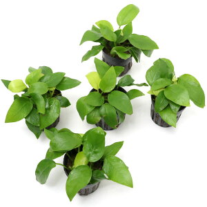 ijAkrAXii@S[fitji5|bgj