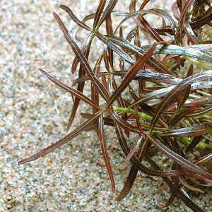 ijAOACA@bhV[v[t@nCOitji_ji10{j