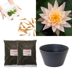(ビオトープ)(めだか)はじめての睡蓮栽培セット バーバラ ドビンス+睡蓮鉢+ヒメダカ+浮き草他 説明書付 本州四国限定 お一人様1点限り