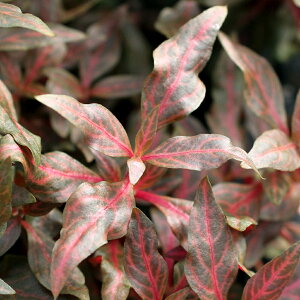 ijAeie@CL[@iAlexjitji_ji10{j