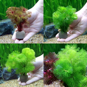 ij_JE@[ICgOiO[jJ{o@3J[Zbg@e1iv3j