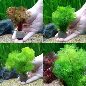 （水草）メダカ・金魚藻　ゼオライトリング（グレー）カボンバ　3種カラーセット　各2個（計6個）