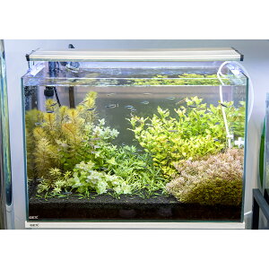 (水草)GEX グラステリア600 水上葉 レイアウトセット 60cm水槽用 8種+Cry.パルヴァ(2ポット) 本州四国限定 お一人様1点限り