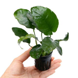 ijAkrAX@oe[@חt^Cv@ցi3|bgj