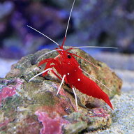 （海水魚）エビ　スリランカ産　ホワイトソックスシュリンプ（3匹）　北海道・九州航空便要保温