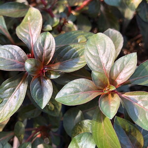 ijhEBWA@yX@ritji_ji10{j