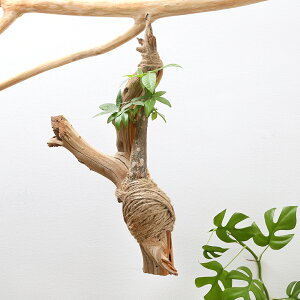 iϗtAjō@̌Lbg16@pL̗؃nMO