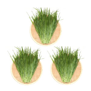 iϗtAj3Zbg@Y@ƂꂽĐq@C^ACOX@300gi100g×3j@@@NK