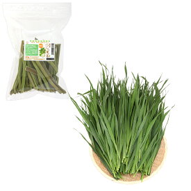 （観葉植物）国産　訳ありパパイヤの葉の茎60g＋とれたて生牧草オーツヘイ500g　うさぎ　USAYAMA