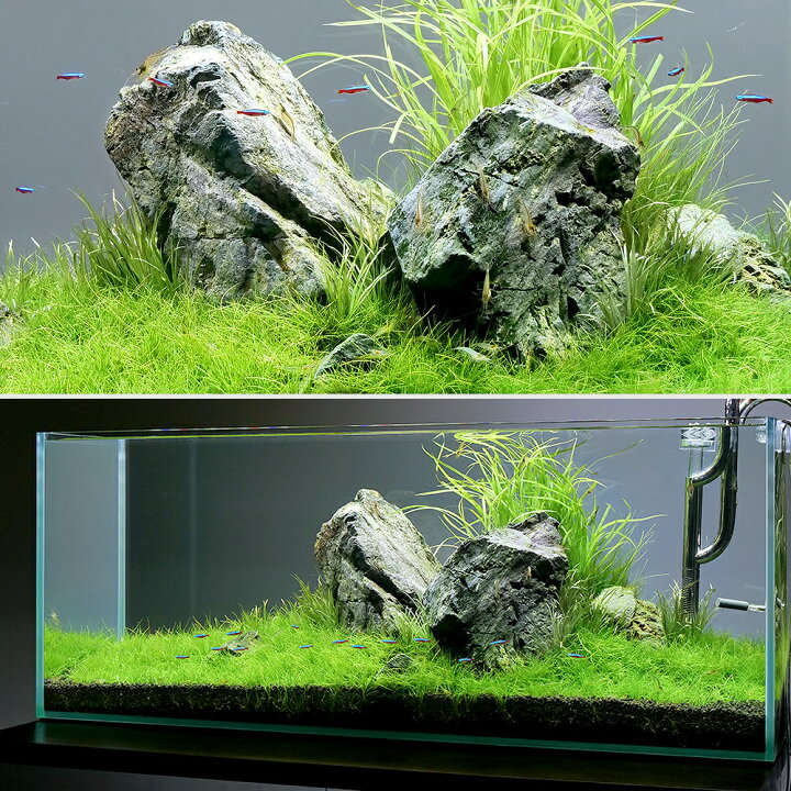 楽天市場】（水草）水草の草原レイアウトセット 90cmスリム水槽用 