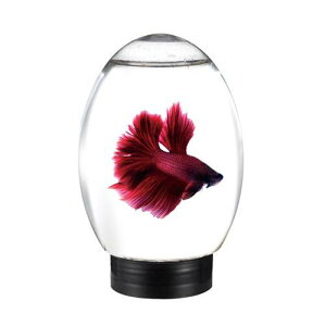 ANAVXe@ANAGbO@O[@a115×185mm@֓