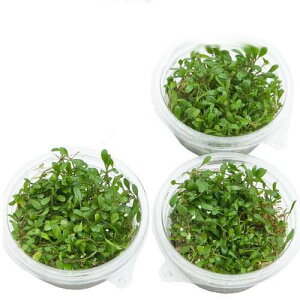 ijSҌt@Ob\XeBO}itjvJbvi_ji3j@kCEBq֗vۉ