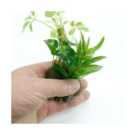（観葉植物）ミニ観葉　おまかせオアシス苗（3苗）