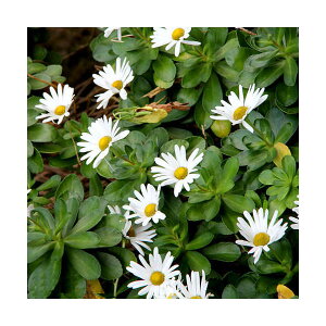 (山野草)キク(菊)ハマギク(浜菊) 3号(5ポットセット)