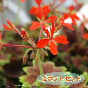 iϗtAj[jE@~Wo[jE@3D5i3|bgZbgj