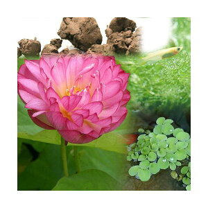 �i�r�I�g�[�v�j�i�߂����j�r�I�A���ƃ��_�J�Z�b�g�@���d���o�@�i���G�`�������n�X�j�@���Ȃ��Z�b�g�@�{�B�l������