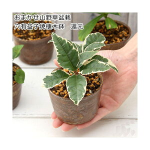(山野草)盆栽 おまかせ山野草盆栽 穴有益子焼植木鉢(還元)(5鉢)