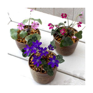 (山野草)盆栽 ユキワリソウ 穴有益子焼植木鉢(還元)(1鉢)(休眠状態)