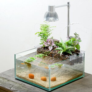 i߂jij@ANAeA@_J烌CAEgZbg@N190@{BEl