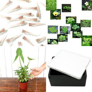 初心者ビオトープセット黒発泡付き 白メダカ(6匹)+おまかせ浮草3種とインスタントビオトープ 説明書付き 本州四国限定