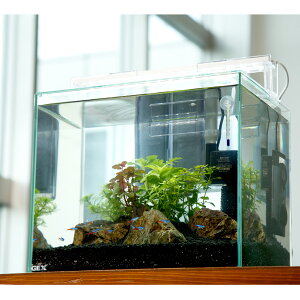 (熱帯魚)(水草)飼育セット GEX ガラス水槽 グラステリアFL300 ネオンテトラ飼育セット アダプター別売り 本州四国限定 関東当日便