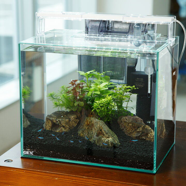 楽天市場】（熱帯魚）（水草）飼育セット GEX ガラス水槽 グラス 