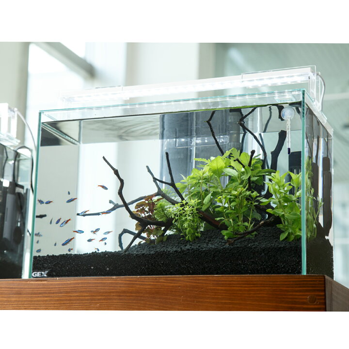 楽天市場】（熱帯魚）（水草）飼育セット GEX ガラス水槽 グラス 