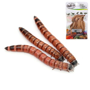 iajbh[i50gj{voOY@^󐶍@X[p[[@20g@{Bl