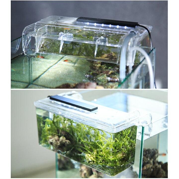 楽天市場】（海水魚）サテライトリフジウムセット（ウミブドウ） 本州 