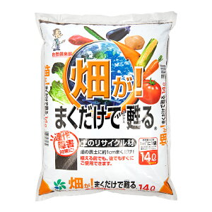 RpȊw@܂S@ỹTCNށ@14L@֓