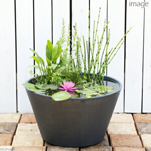 (ビオトープ)睡蓮鉢グレー あぜなみレイアウト スイレンセット 本州四国限定 お一人様1点限り