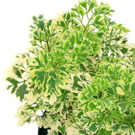 （観葉植物）ポリシャス　スノープリンセス　4号（1鉢）