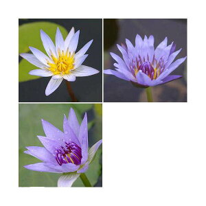 irIg[vj@@܂Mѐi퐇@iXCj@ni1|bgjixԁj