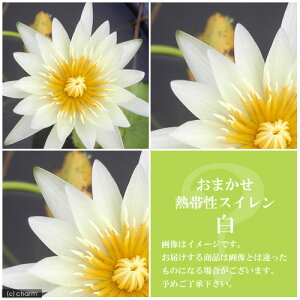 irIg[vj@@܂Mѐi퐇@iXCj@ni1|bgjixԁj