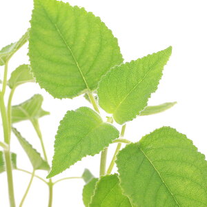 iϗtAjn[uc@Z[W@t[c@3i1|bgj@A}@ƒ؉@Ntg@