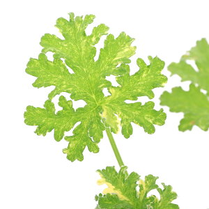 iϗtAjn[uc@[jE@s[RbN@3i1|bgj@A}@ƒ؉@Ntg@@֓