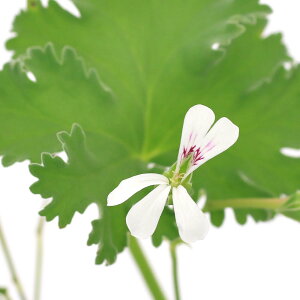 iϗtAjn[uc@[jE@A|beV[@3i1|bgj@A}@ƒ؉@Ntg@@֓