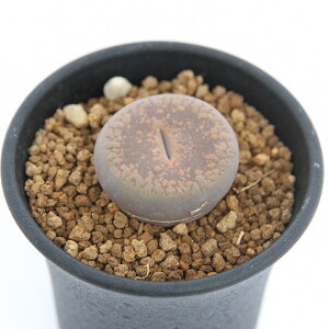 (多肉植物)品種系リトープス コロナ玉 2.5号 1株植え(1鉢)