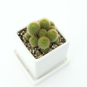 iϗtAjGIJN^X@Wہ@Q@}bgzCgi1j@Mt@y΍@A@A@@@v[g