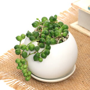 iϗtAjO[lbNX@}bg{[SAi1j@Mt@y΍@A@@@v[g