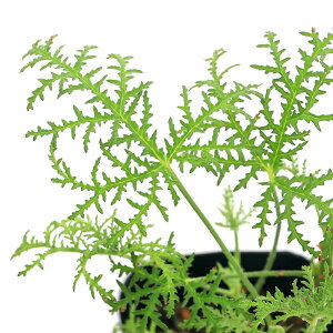 iϗtAjn[uc@[jE@t@[t@3i1|bgj@ƒ؉@A}