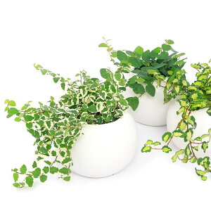 iϗtAjv~@i킨܂@}bg{[MAi1j@Mt@y΍@A@@@v[g